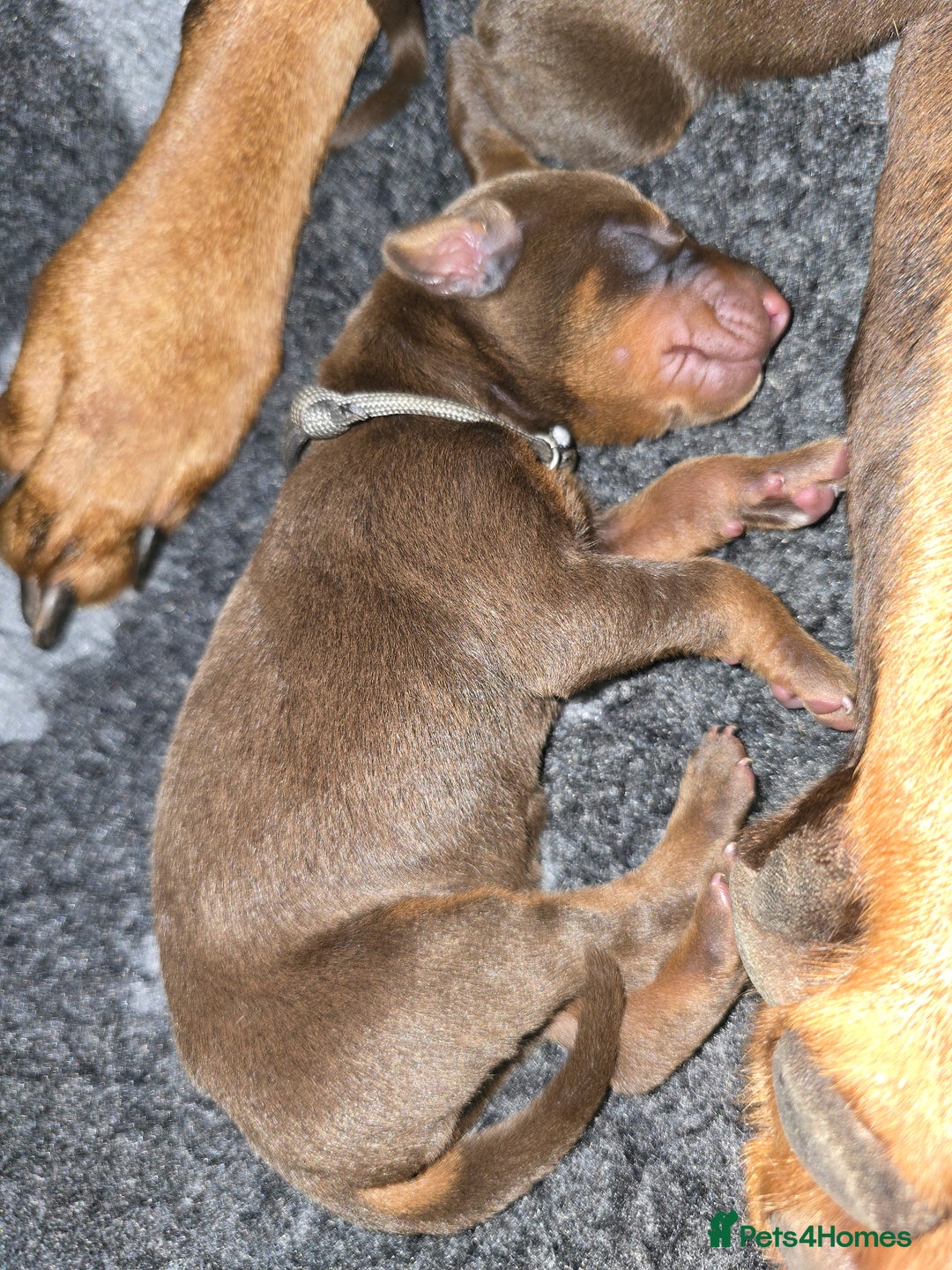 Dobermann dogs for sale: *HEALTH TESTED,HOME REARED,STUNNING DOBERMAN PUPS - Image 5