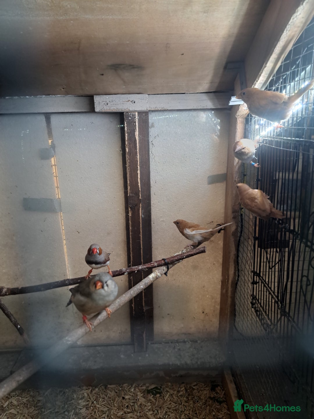 Finches birds for sale: Bengalese and pair of zebra finch  - Advert 3