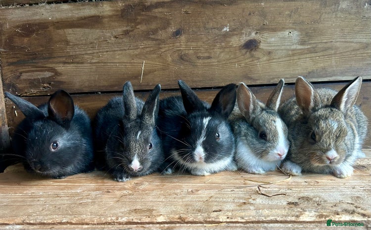 Mixed Breed rabbits - Advert 5