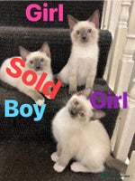 Ragdoll cats Adorable kittens Ragdoll for sale - Advert 5