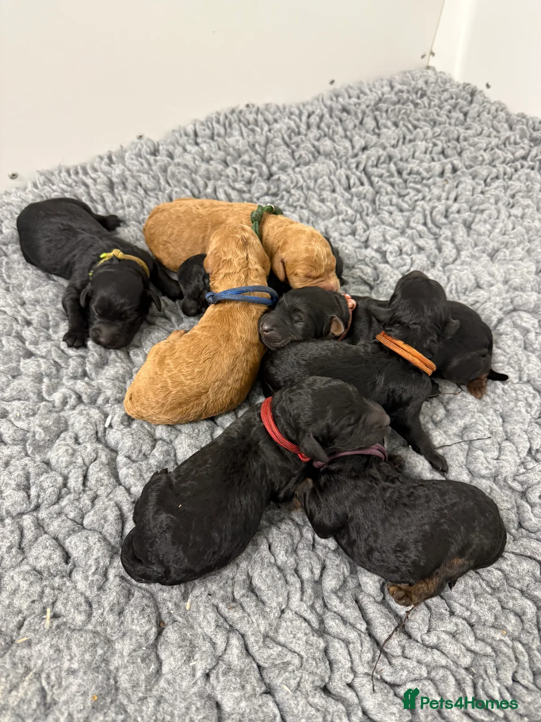 Goldendoodle dogs for sale: F1b Miniature Goldendoodle Waiting List - Advert 13