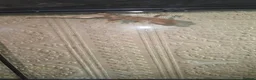 Gecko reptiles for sale: Crested geckos PLEASE READ THE DESCRIPTION - Advert 3