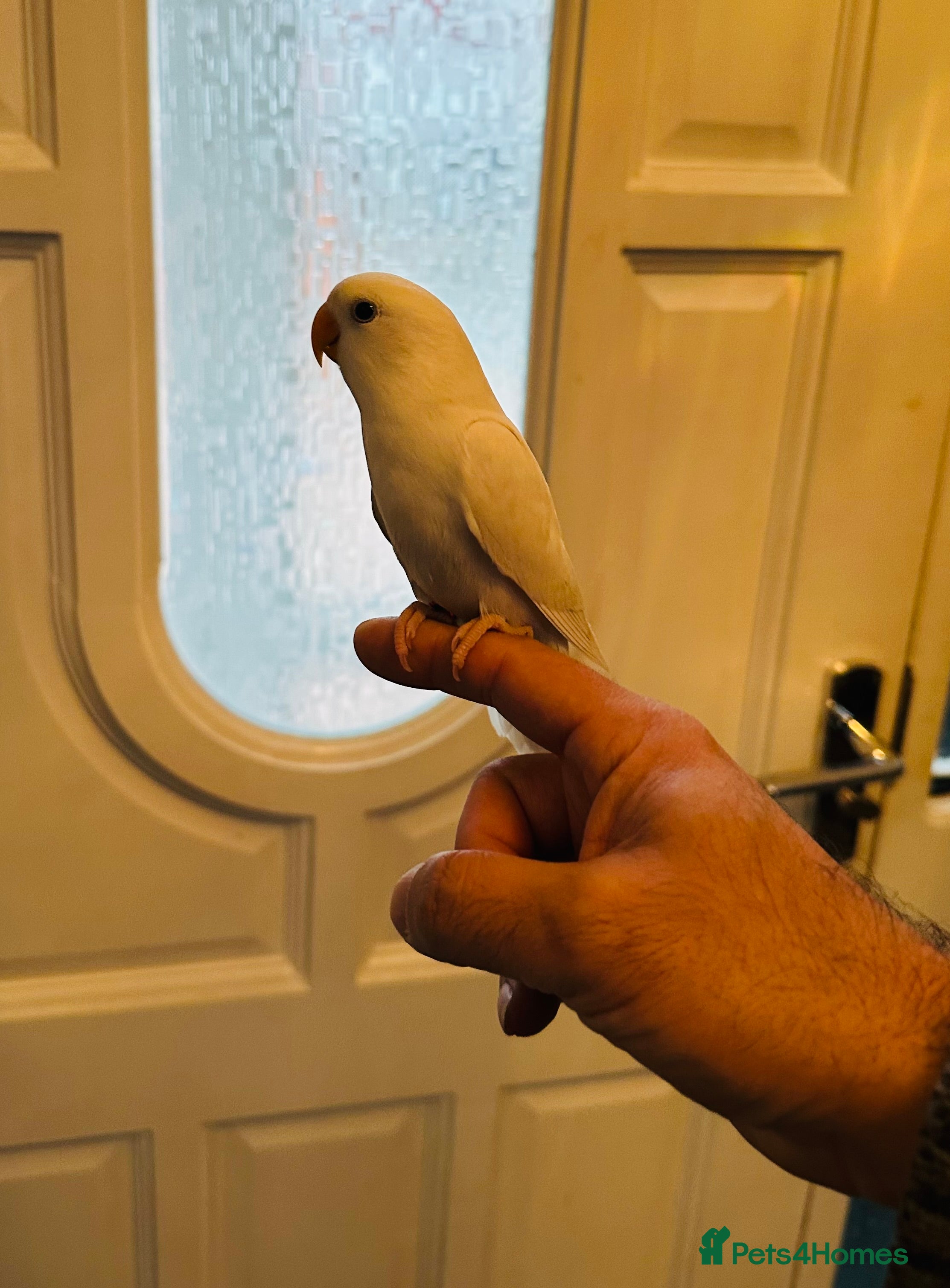 Lovebirds birds Hand-Reared, Tamed 8-Week-Old Peach-Faced Lovebird - Advert 13