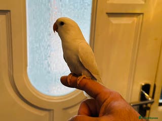 Lovebirds birds Hand-Reared, Tamed 8-Week-Old Peach-Faced Lovebird - Advert 13