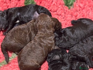 Aussiedoodle dogs 2 X Miniature Aussiedoodle Pups 🐾 ❤️ - Advert 1