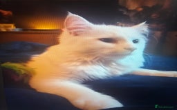 Turkish Angora cats for sale: Beautiful white cat  - Image 2