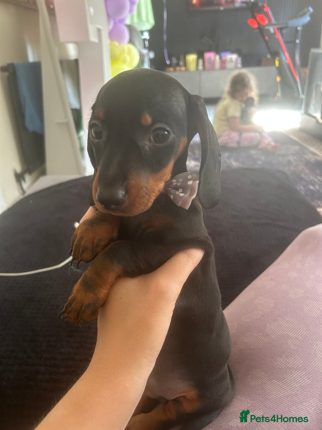 Dachshund dogs for sale: !READY TO LEAVE! REDUCED ! miniature dachshunds  - Image 14