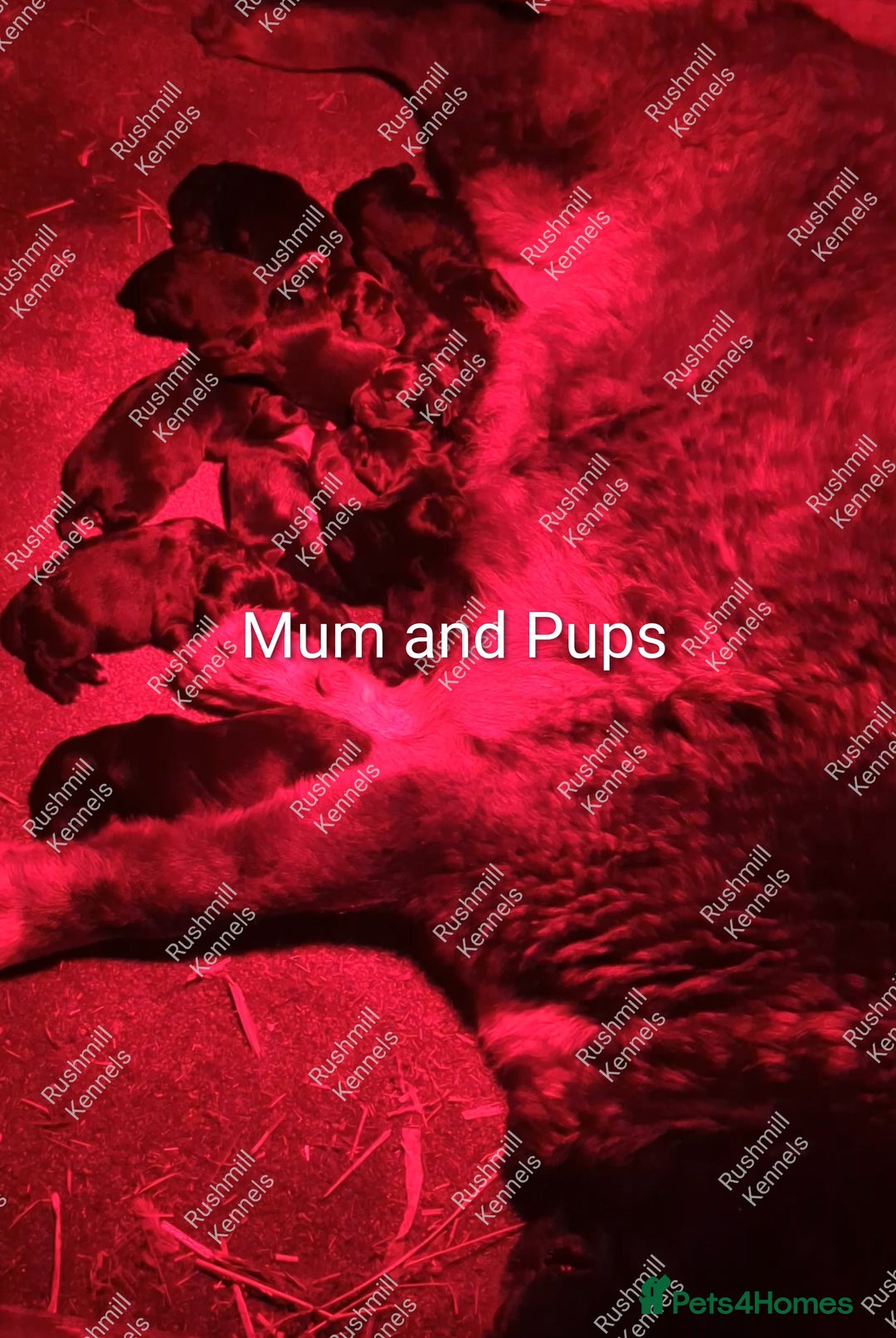 Caucasian Shepherd Dog dogs for sale: Caucasian Shepherd Pups - Advert 6