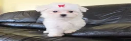 Maltese dogs for sale: Affectionate purebred maltese puppies  in Redcar - Advert 6