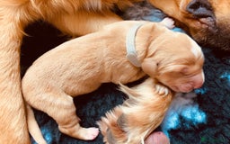 Golden Retriever dogs for sale: 🌟Gorgeous Golden Retriever Puppies🌟 - Image 9