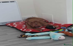 American Bully dogs for sale: American bully - Advert 3