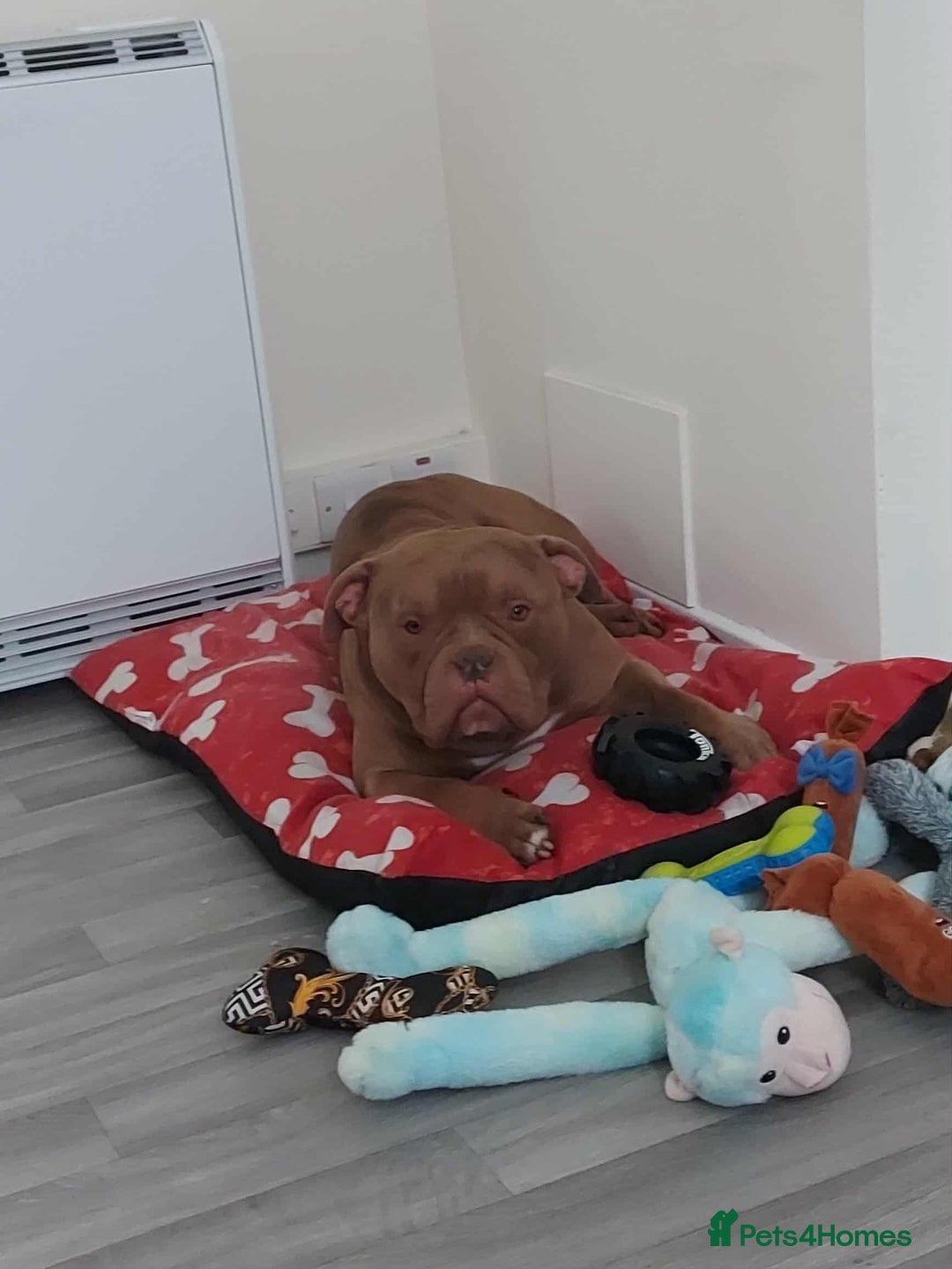 American Bully dogs for sale: American bully - Advert 3