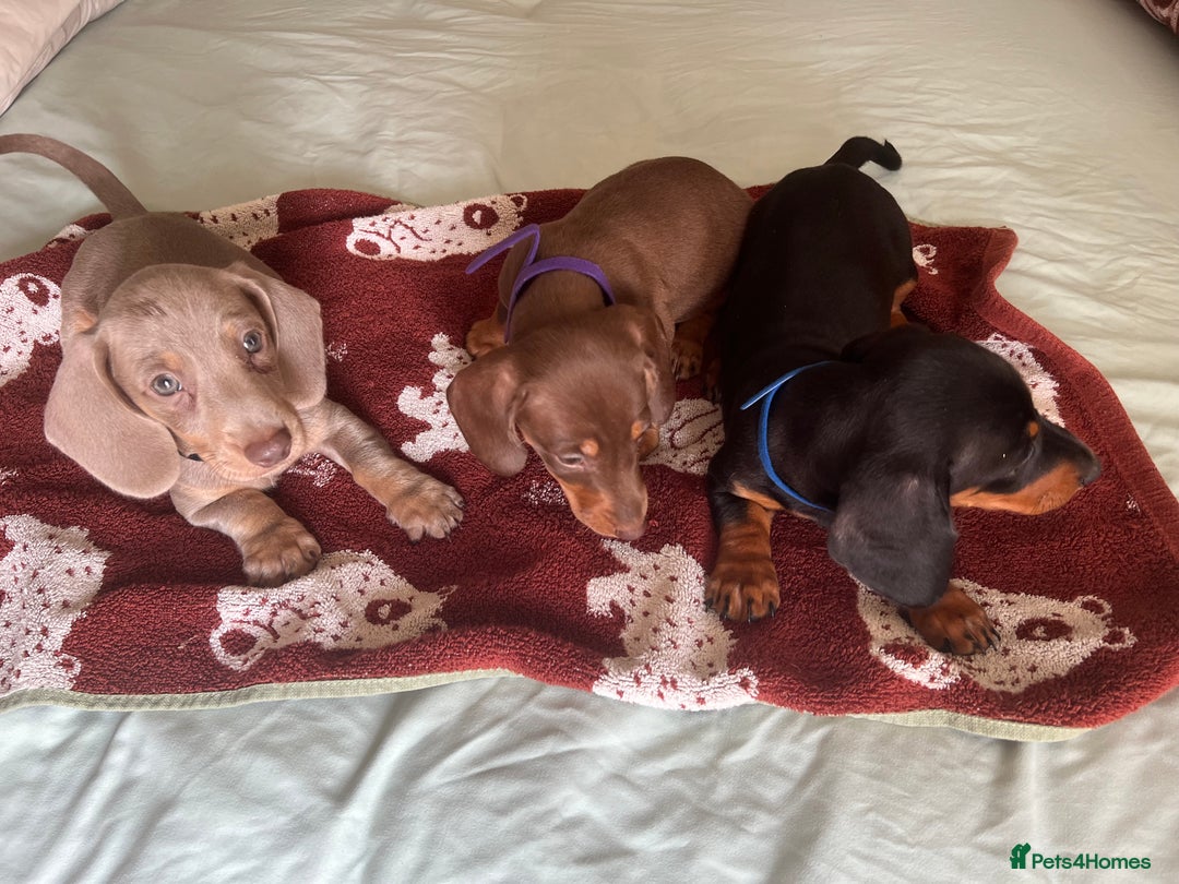 Dachshund dogs for sale: Dachshund puppies  - Image 1
