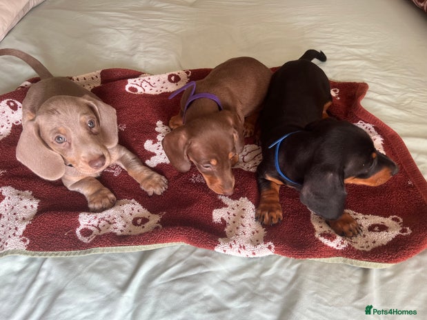 Dachshund dogs - Advert 1