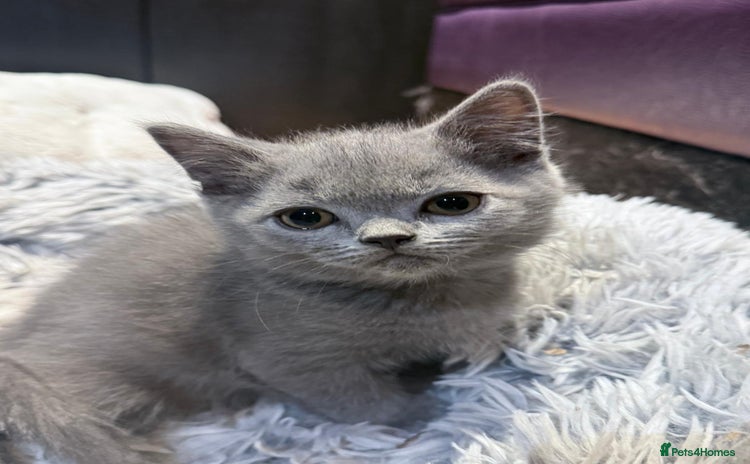British Shorthair cats in Bromley - Advert 7