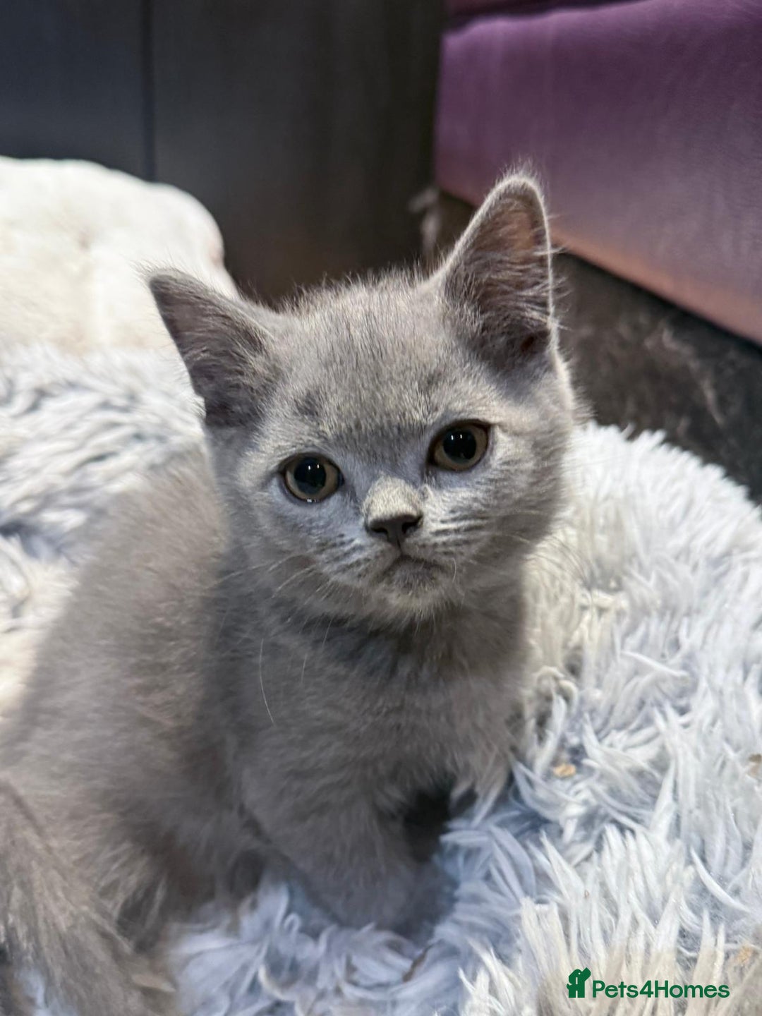 British Shorthair cats for sale: Beautiful British Shorthair in Bromley - Image 1