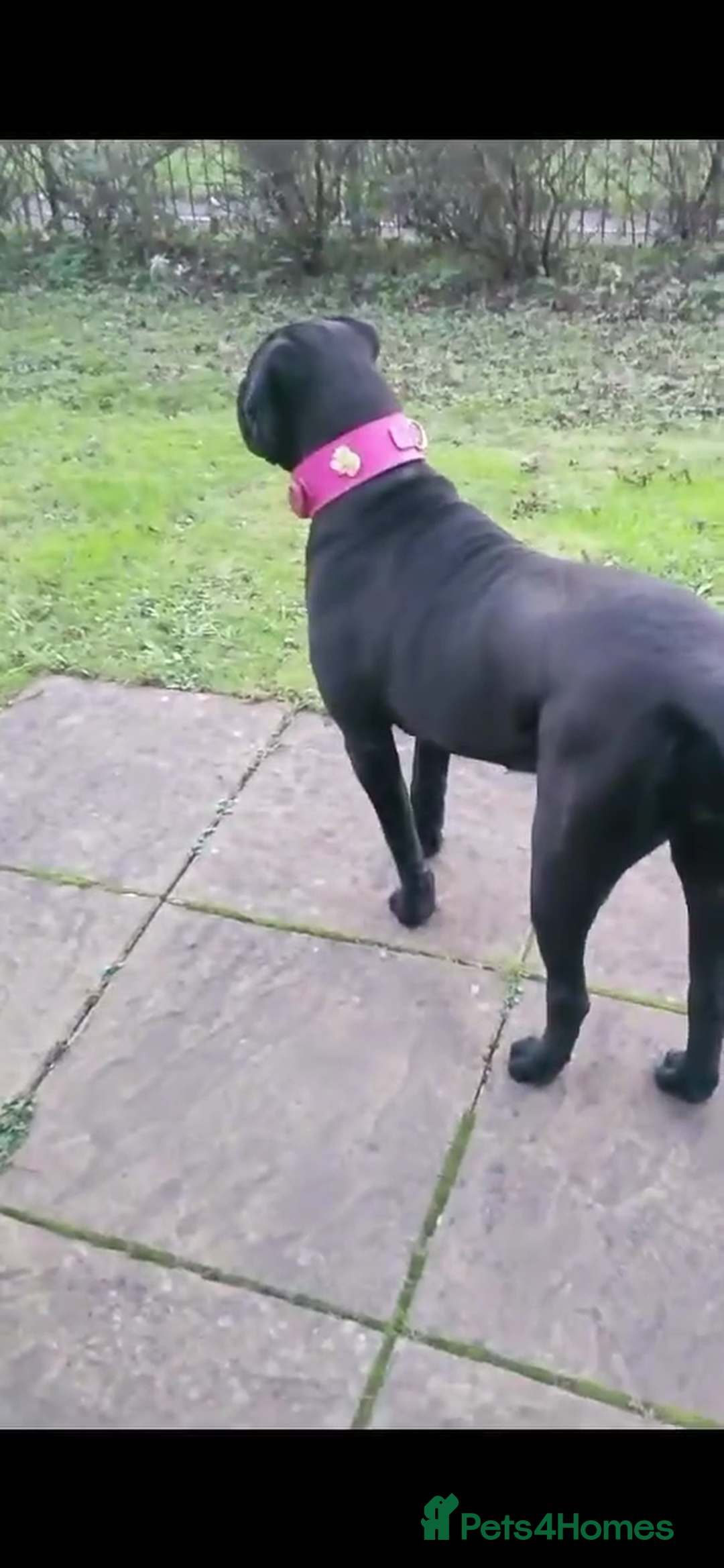 Cane Corso dogs for sale: Cane Corso Girl  - Image 3