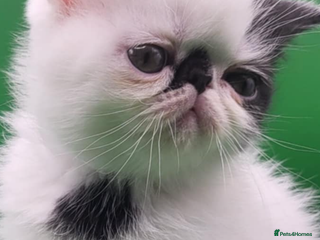 Exotic cats Exotic kittens - Advert 13