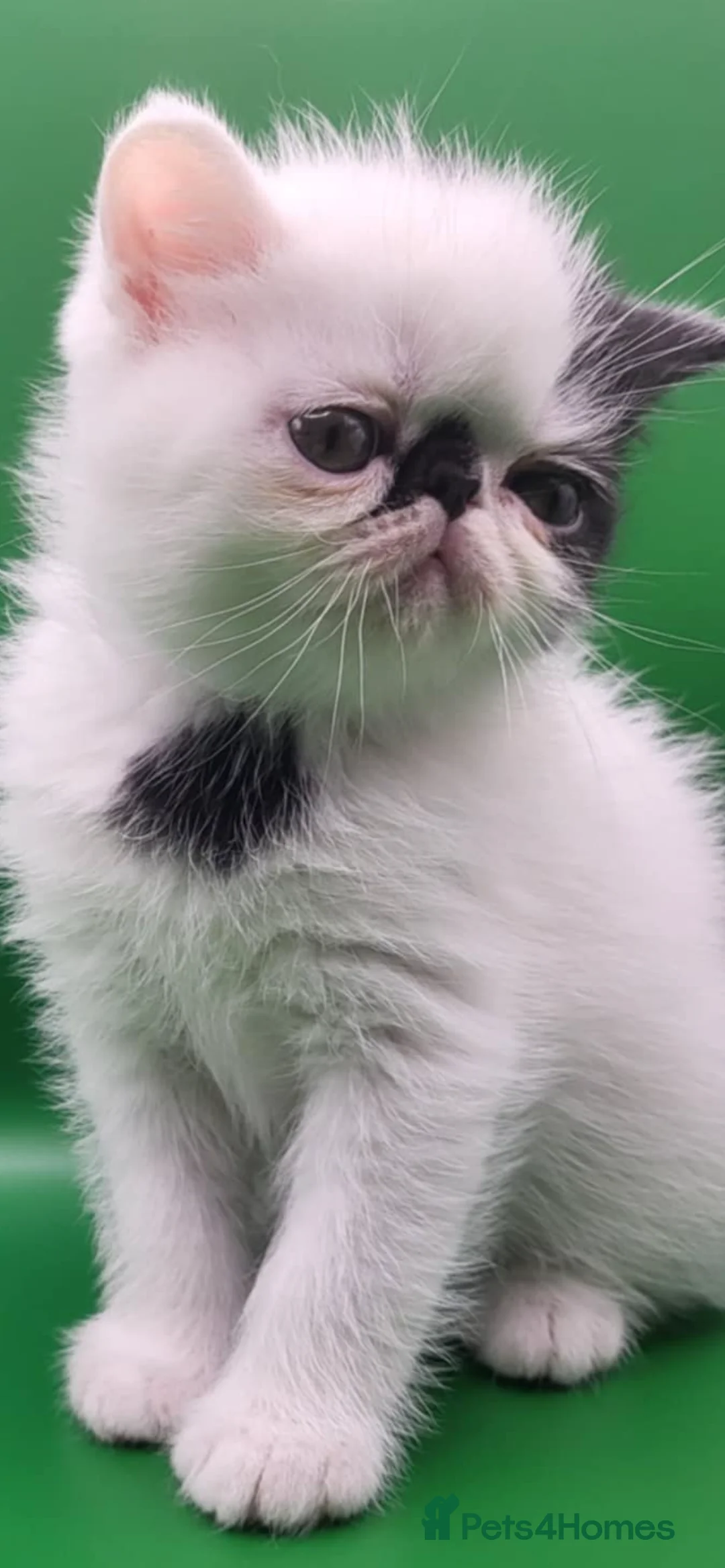 Exotic cats for sale: Exotic kittens  - Advert 10