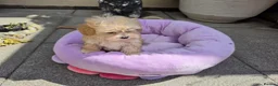 Maltipoo dogs for sale: 2  F1 Asian small Maltipoo Girls - Advert 24