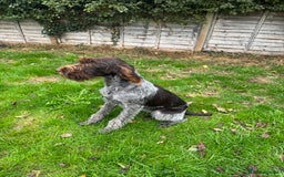 German Wirehaired Pointer dogs for sale: German wirehaired female  - Image 1