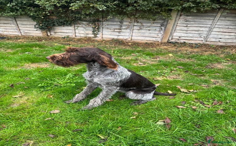German Wirehaired Pointer dogs - Advert 1