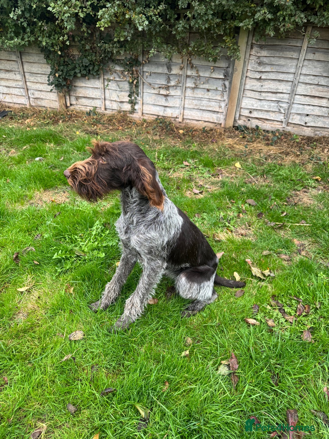 German Wirehaired Pointer dogs for sale: German wirehaired female  - Image 1