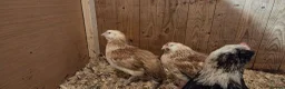 Chickens poultry for sale: Salmon Favorolle Chickens (Large Fowl)  - Advert 4