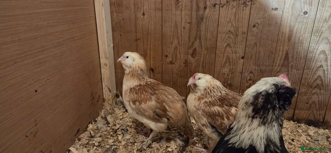 Chickens poultry for sale: Salmon Favorolle Chickens (Large Fowl)  - Advert 4