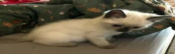 Ragdoll cats for sale: Ragdoll cross kittens.  - Advert 9
