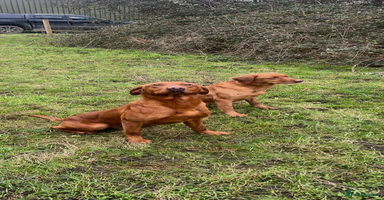 Labrador Retriever dogs - Advert 11