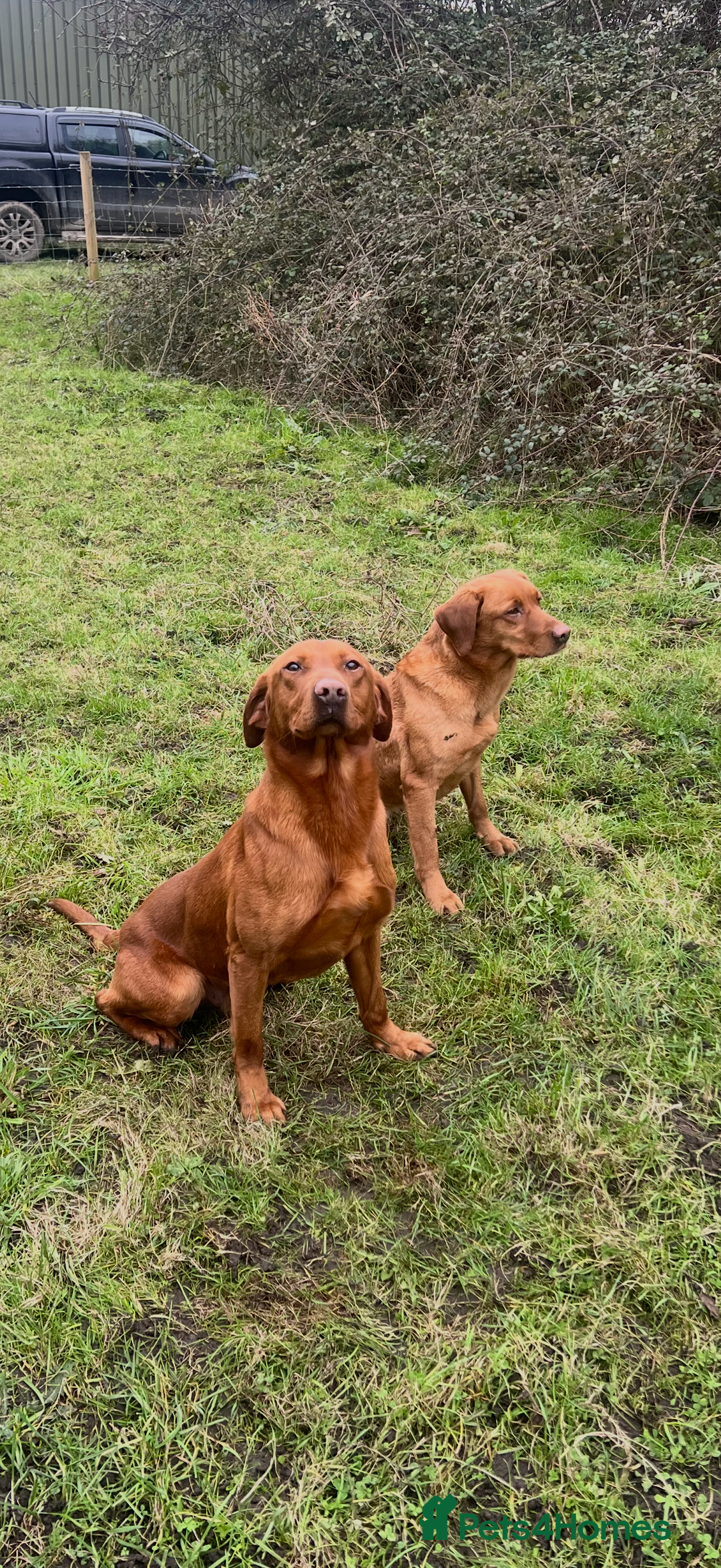 Labrador Retriever dogs for sale: Beautiful fox red puppies  - Advert 2