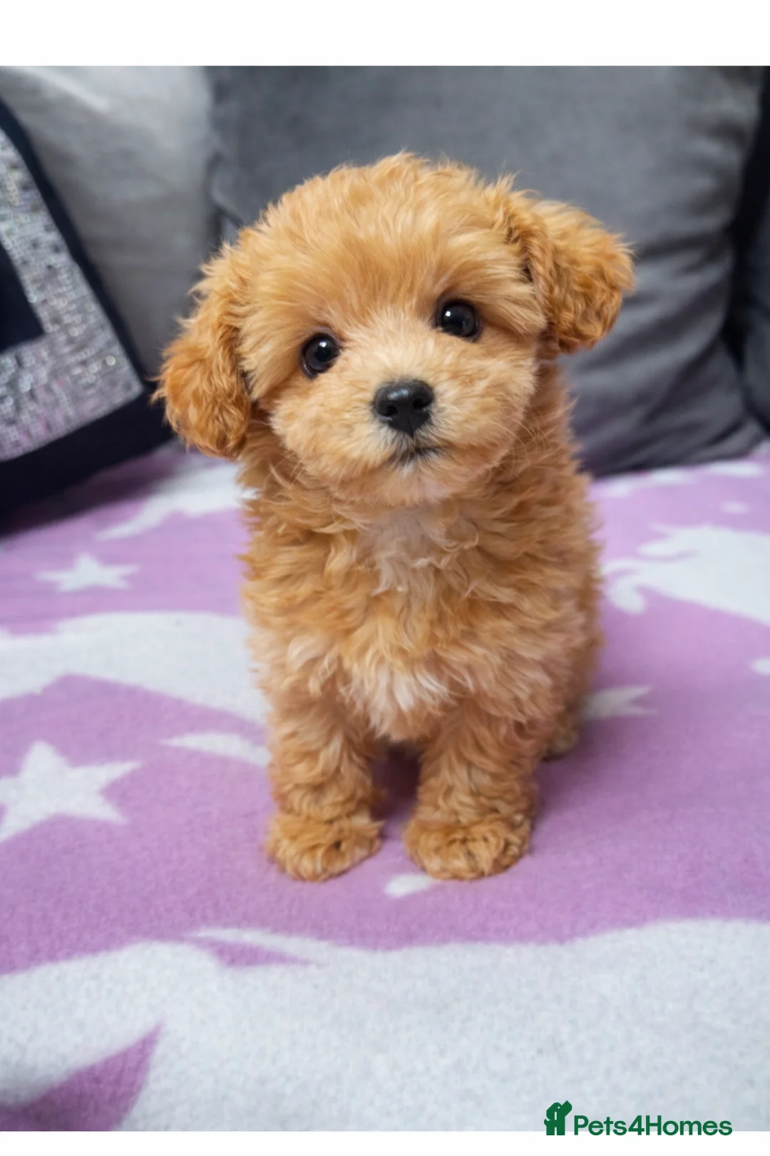 Maltipoo dogs for sale: Tiny Korean Maltipoo  - Advert 1