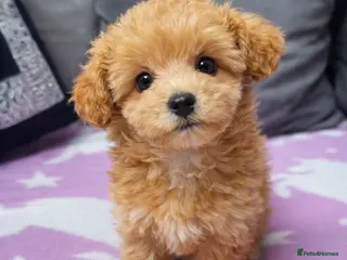 Maltipoo dogs Tiny Korean Maltipoo - Advert 1