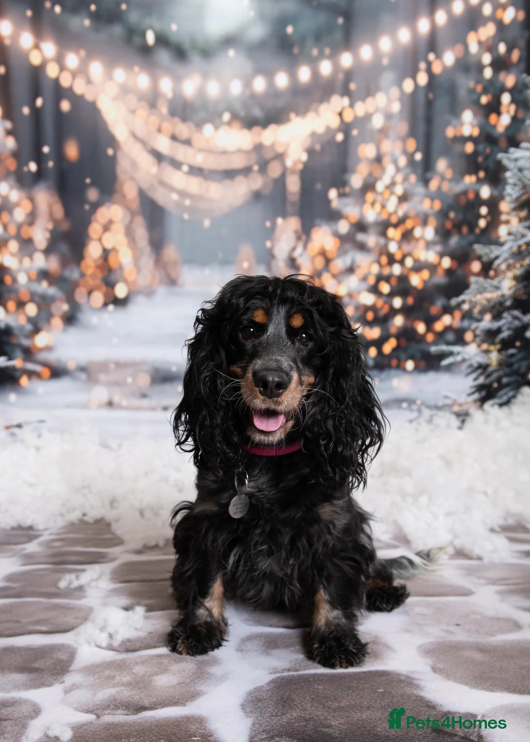 Cocker Spaniel dogs for sale: Cocker Spaniels due around 28/2/26 - Advert 2