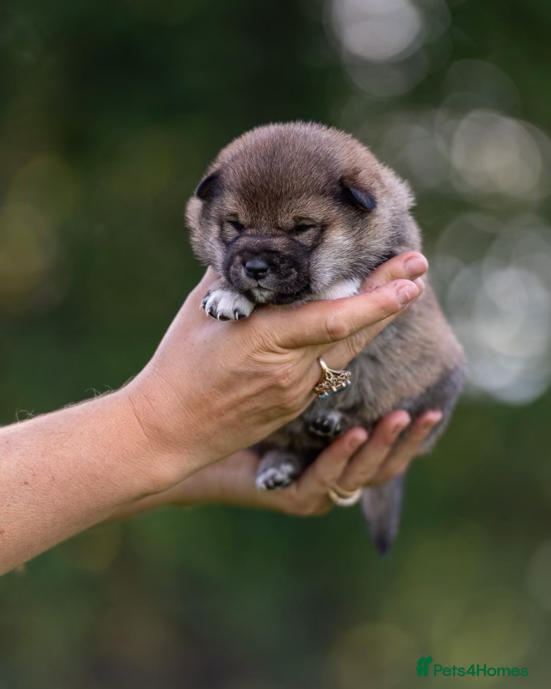 Japanese Shiba Inu dogs for sale: “LAST SESAME BOY  • Champion Broadlands Lineage” - Image 12