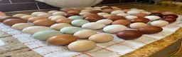 Chickens poultry for sale: Large Fowl and Bantam Hatching Eggs - Advert 8