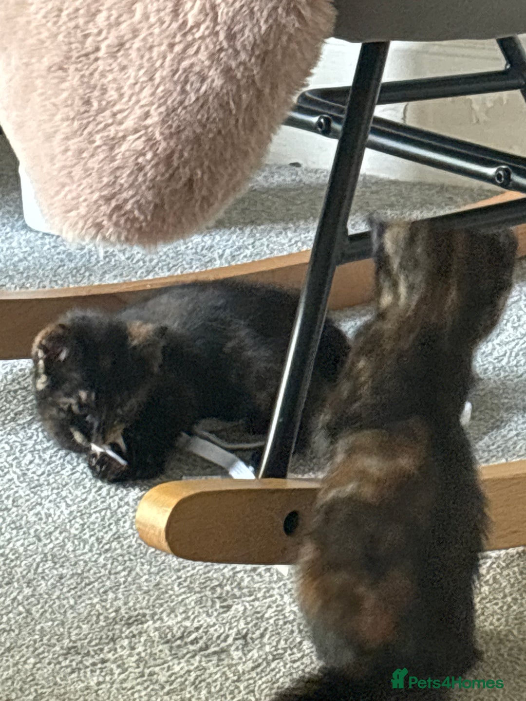 Mixed Breed cats for sale: 3 kittens for sale.  - Image 10
