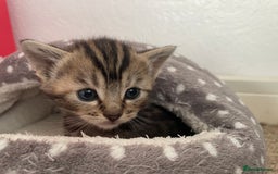 Munchkin cats for sale: Munchkin kittens for sale - Image 7