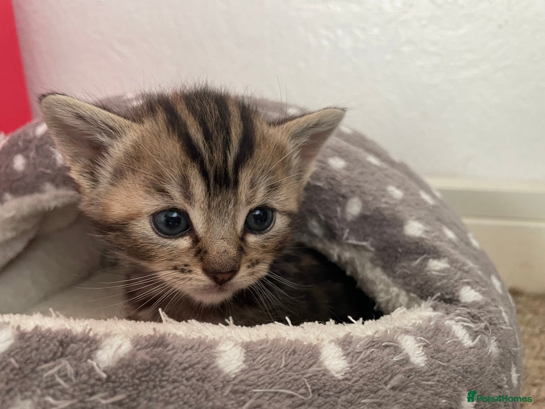 Munchkin cats for sale: Munchkin kittens for sale - Image 7