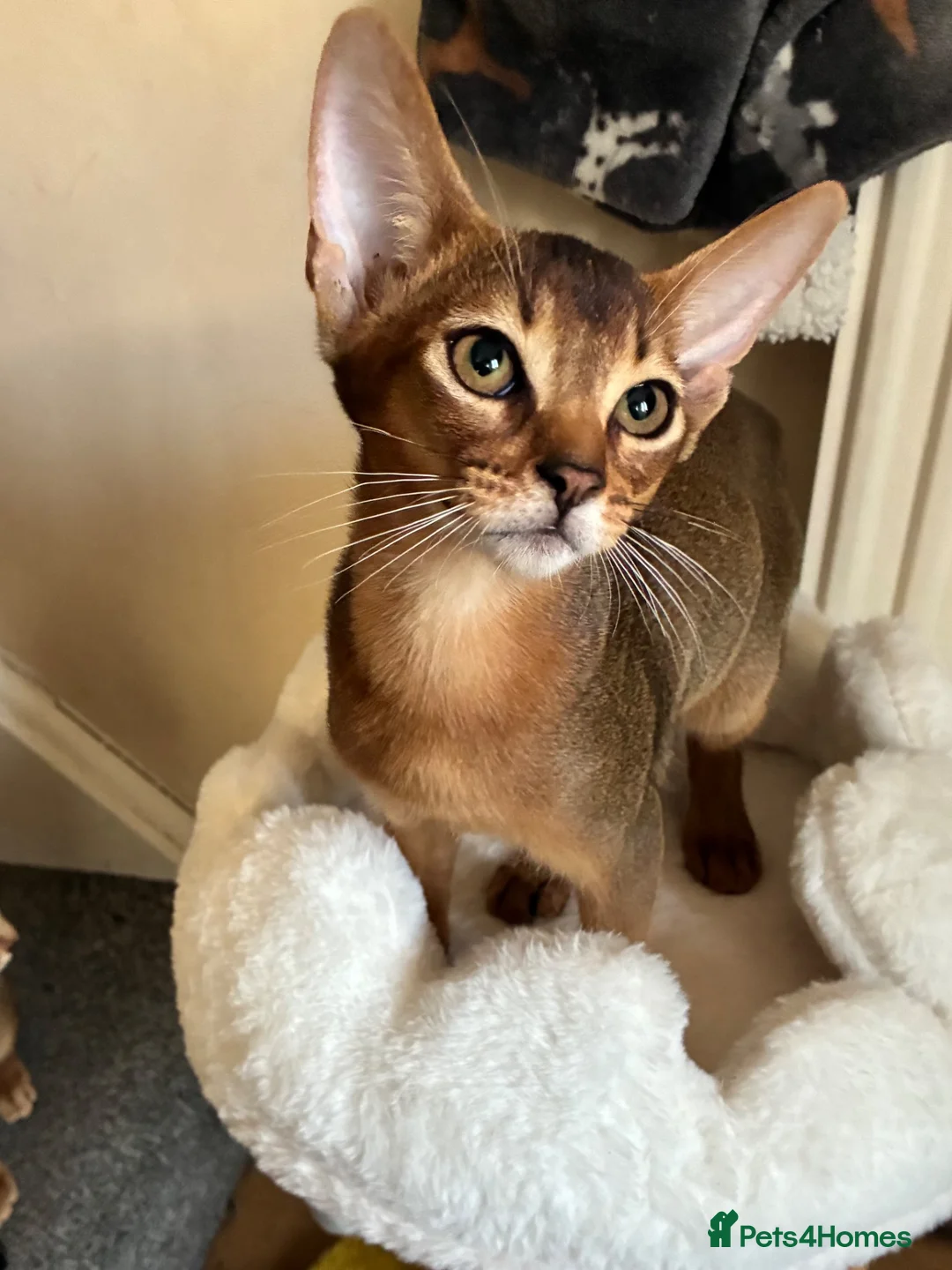 Abyssinian cats for sale: TICA 5* pedigree Abyssinian Kittens  - Advert 2