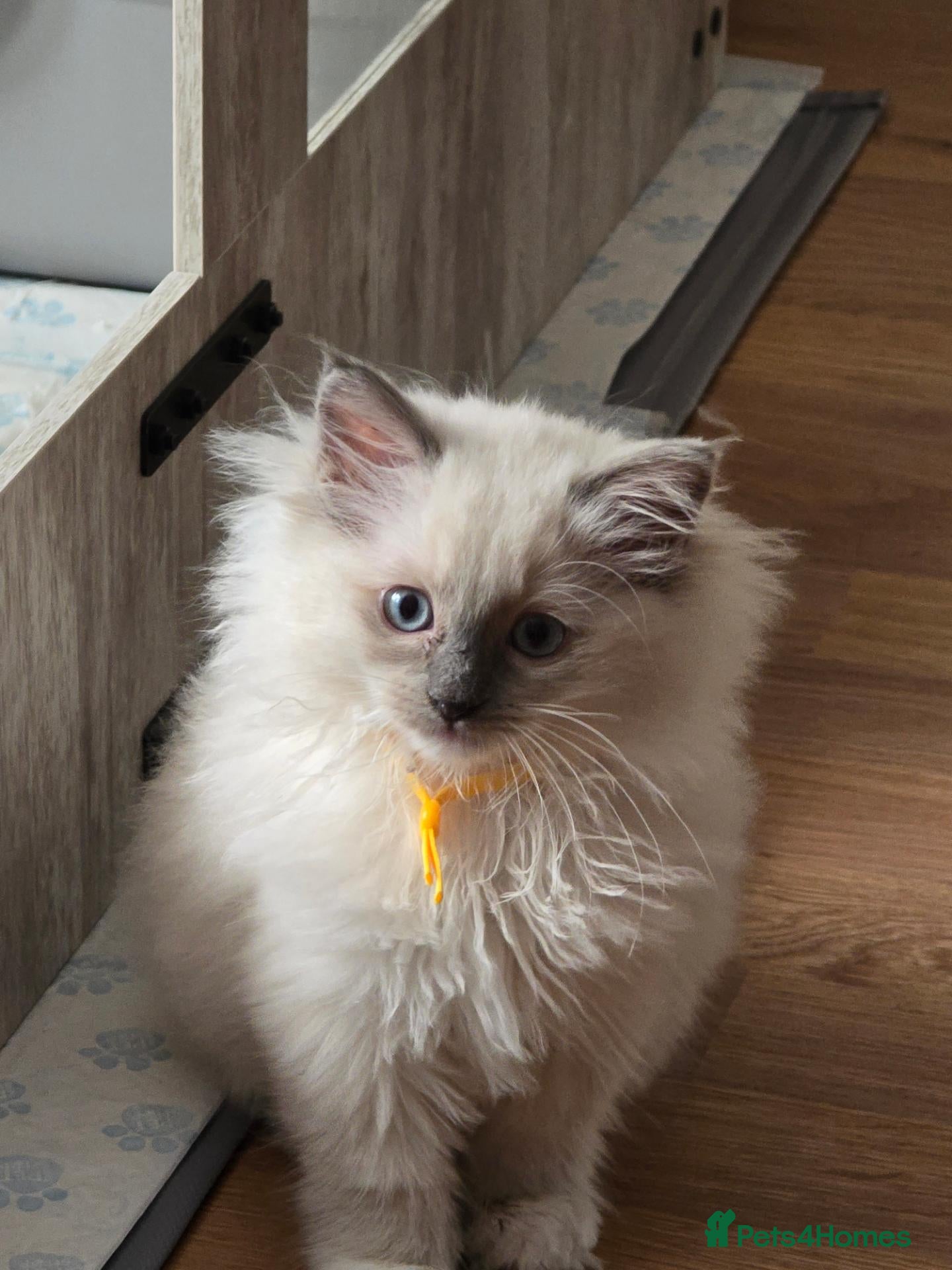 Ragdoll cats Gorgeous Princes Ragdoll Girl – Last One Remaining - Advert 2
