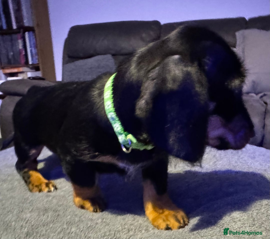 Dachshund dogs for sale: Gorgeous Standard wire haired & smooth Dachshunds - Advert 35