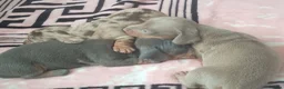 Dachshund dogs for sale: Puppy  in Bolton - Advert 17