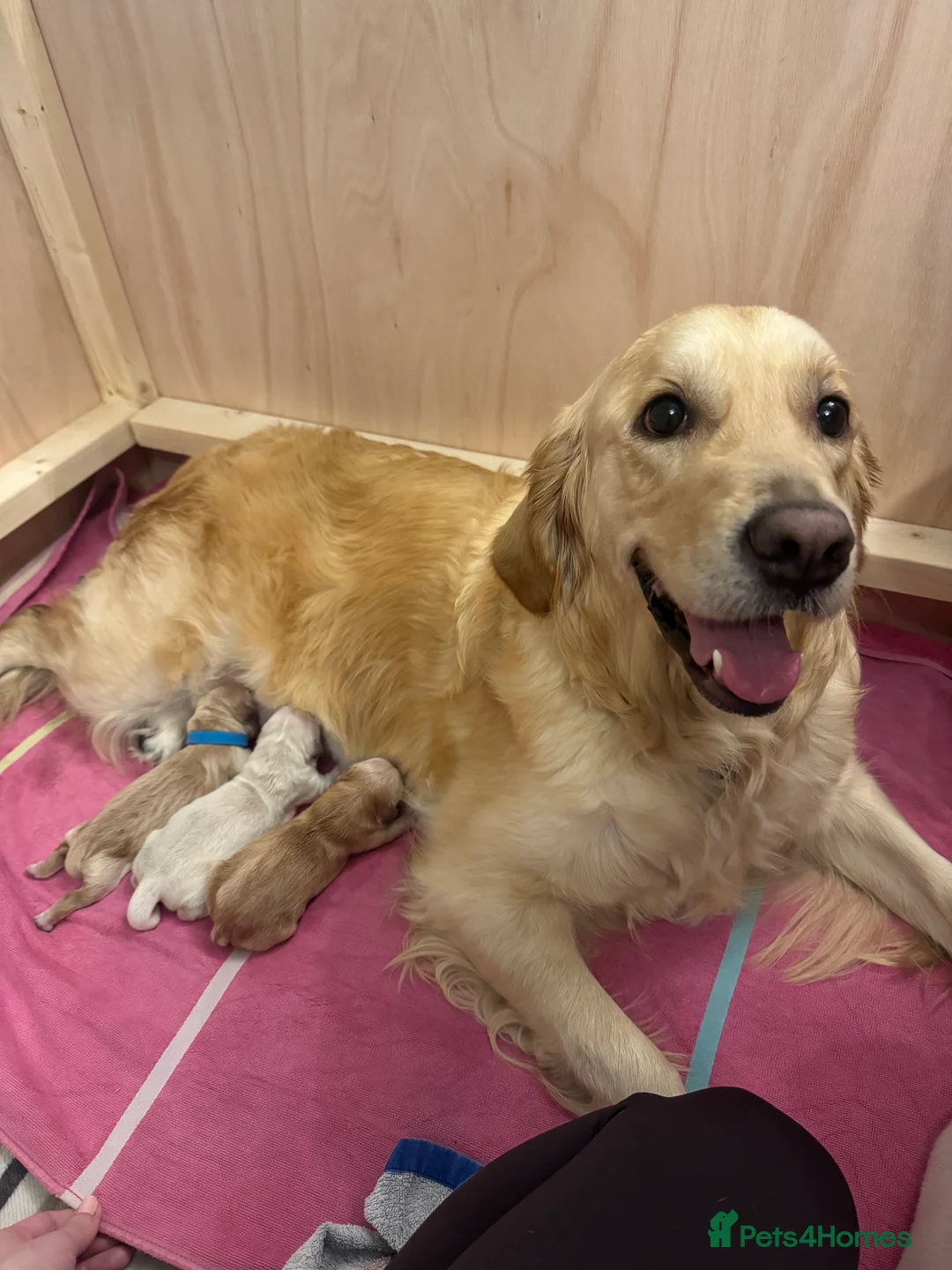 Golden Retriever dogs for sale: Beautiful KC registered Golden Retriever puppies - Advert 21