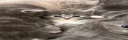Ragdoll cats for sale: Four beautiful blue Ragdoll tabby point kittens - Advert 8