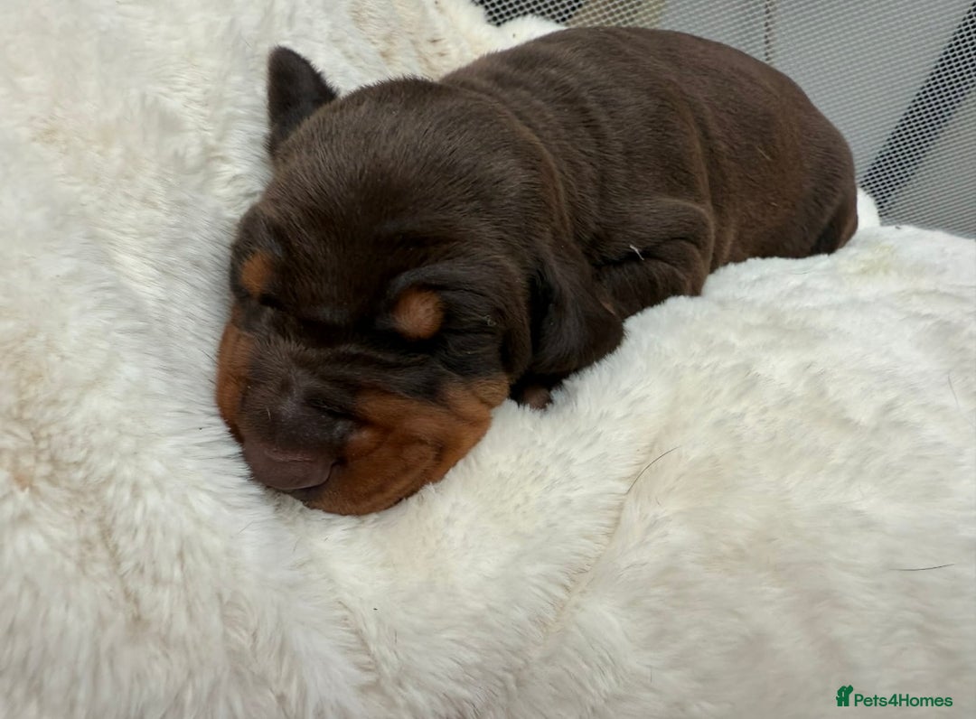 Dobermann dogs for sale: Top quality Doberman puppies  - Advert 13