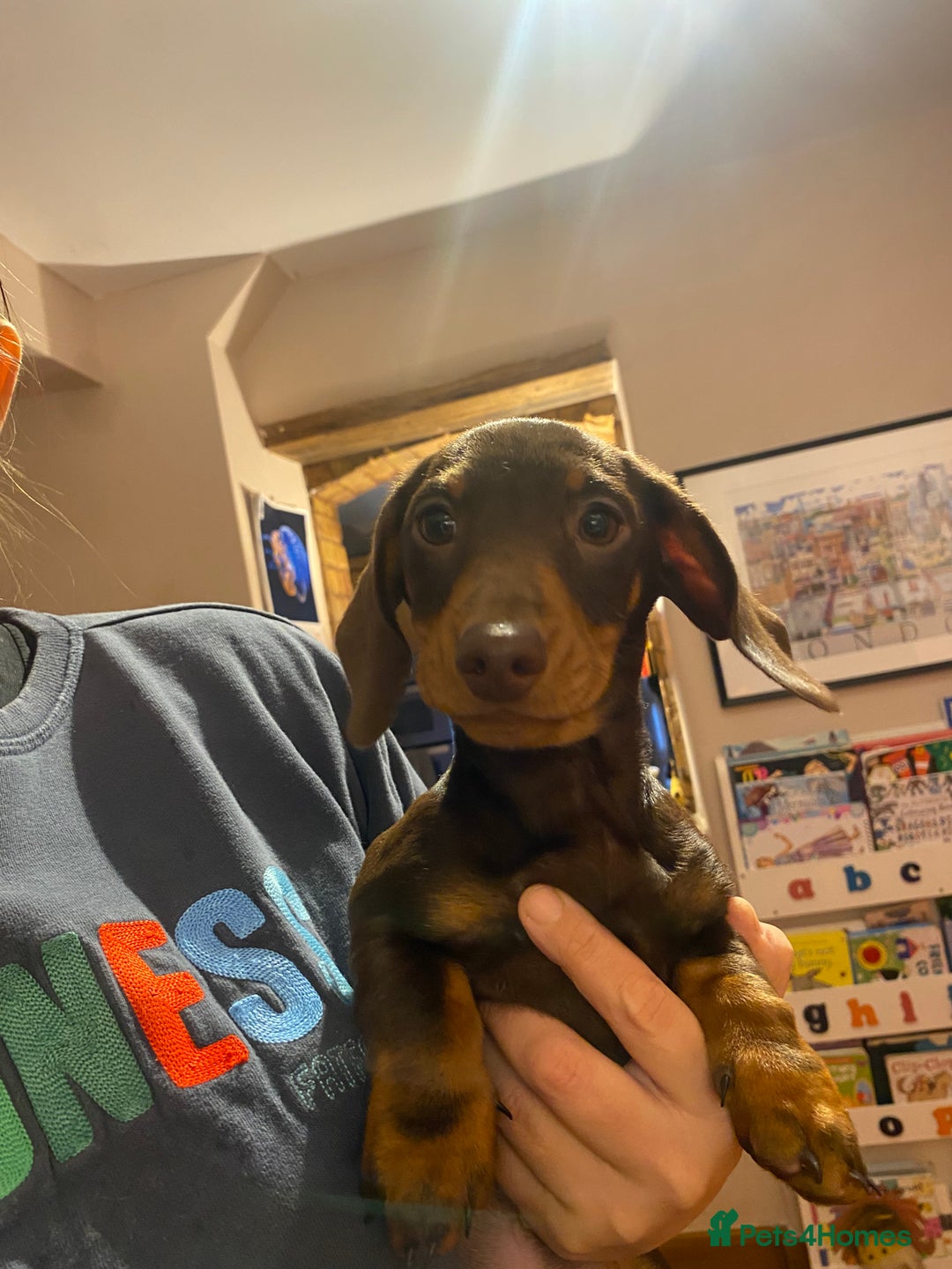 Dachshund dogs for sale: Miniature Dachshund Puppies ⭐️one male left  ⭐️ - Advert 3