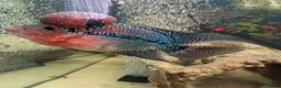 Cichlids fish for sale: KING KONG PARROT FISH AND FLOWERHOWN CICHLIDS - Advert 2