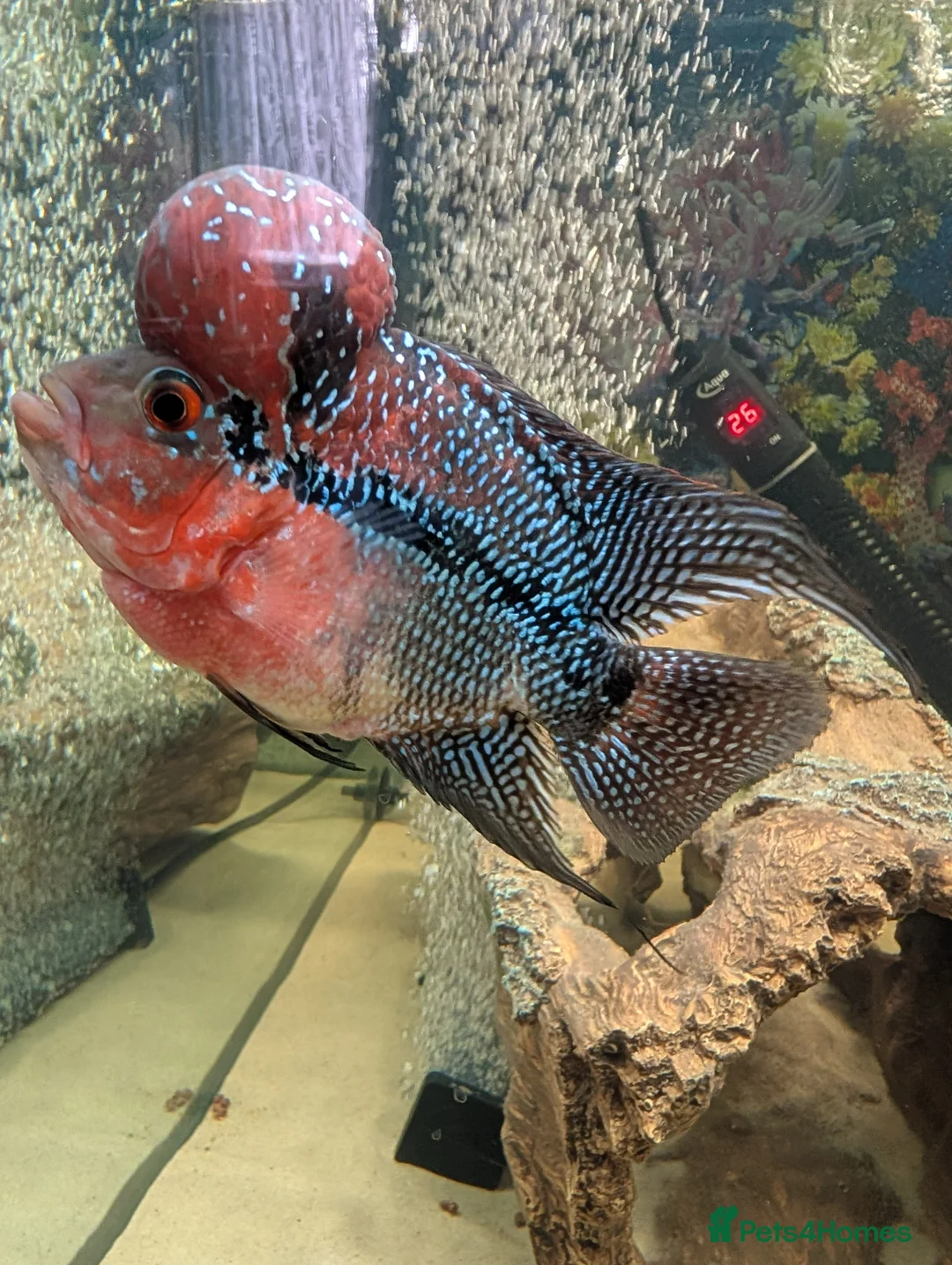Cichlids fish for sale: KING KONG PARROT FISH AND FLOWERHOWN CICHLIDS - Advert 2